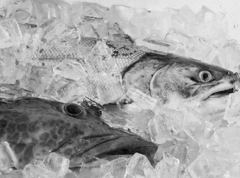 Salmon Swimming Upstream