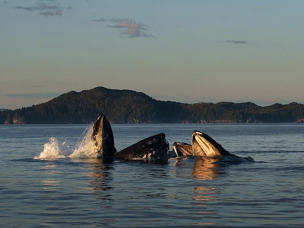 whales playing in the water