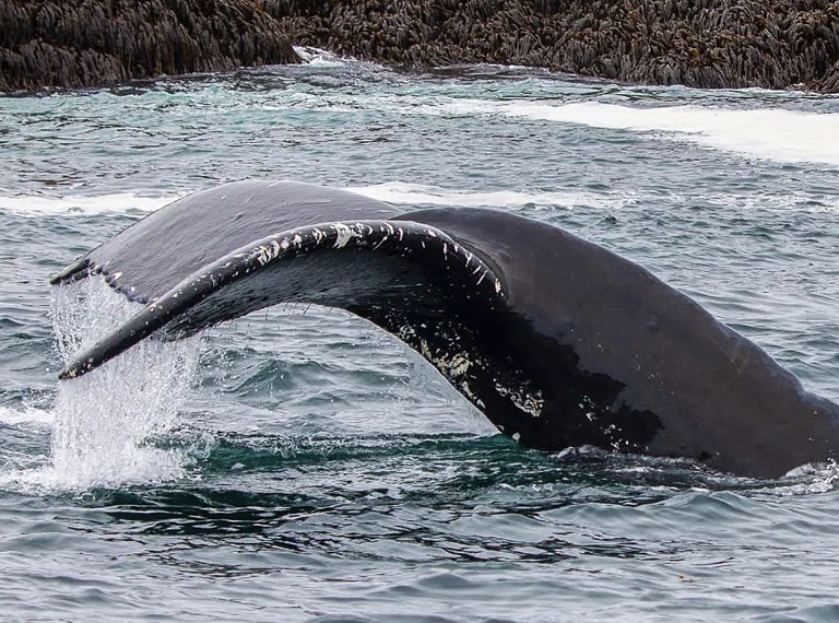 Whale tail