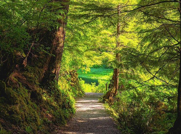Stunningly green walking trail