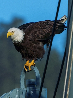 Blad Eagle