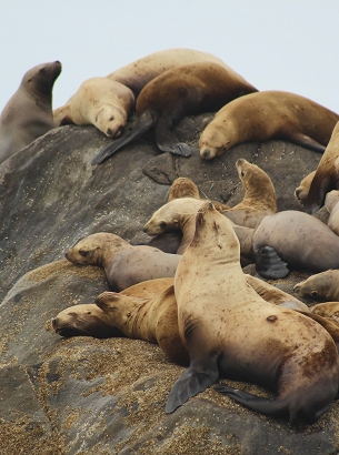 Sea Lions