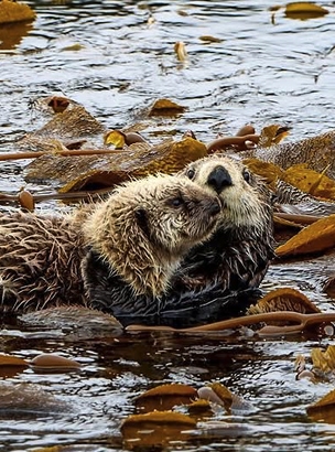 Sea Otters