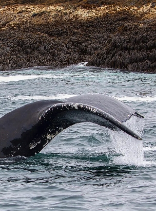Whale Tail