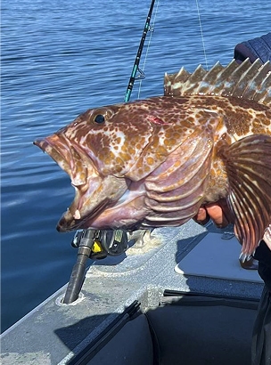 A caught fish