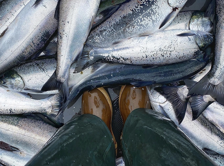 Standing a bunch of fish