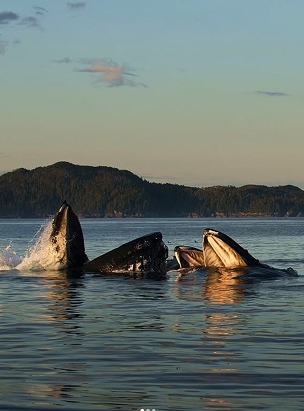 whales playing in the ocean