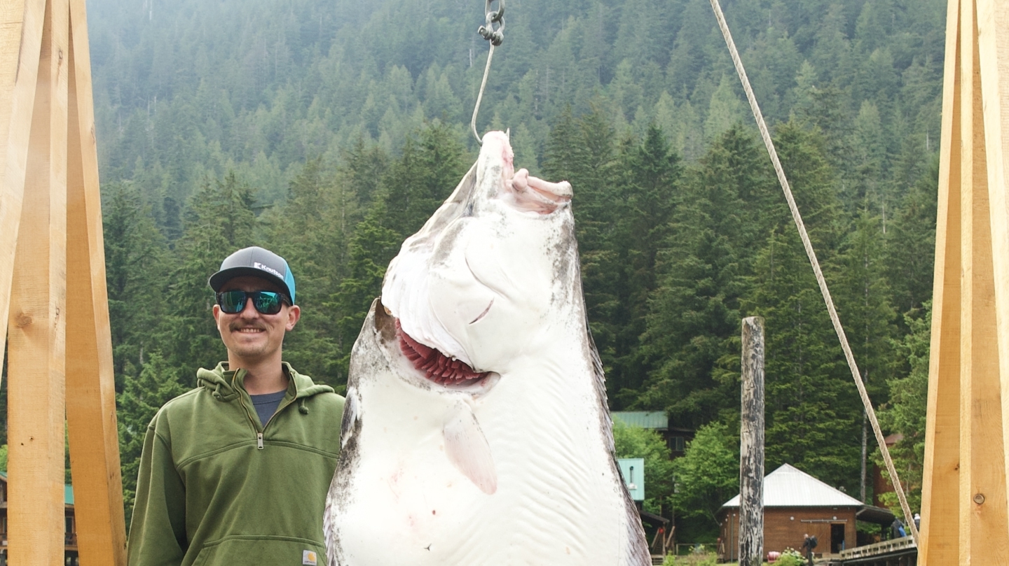Man on dock standing next to a large halibut.