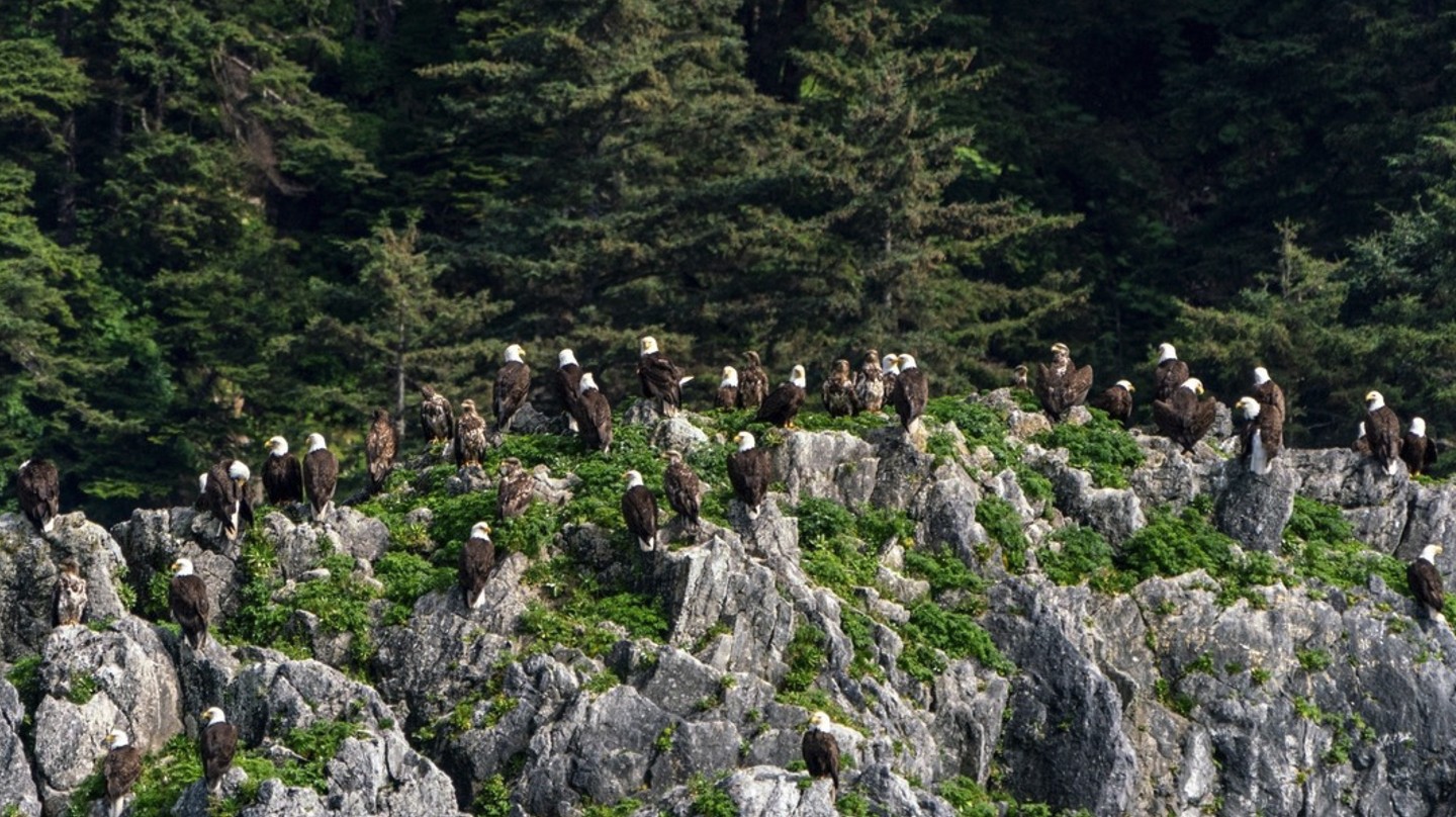 Eagles Perched on Rocks