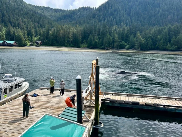 Some of the most memorable moments at Steamboat Bay happen right on the dock.Wildlife sightings like this aren’t uncommon, offering a quiet reminder of just how special this place is. It’s all part of the experience being surrounded by the natural beauty of Southeast Alaska.#SteamboatBay #FishingLodge #LuxuryFishing #HumpbackWhale